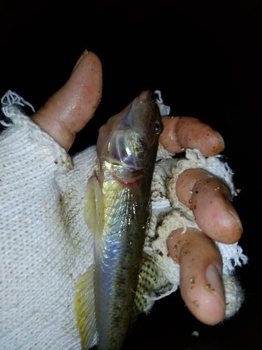 ハゼの釣果