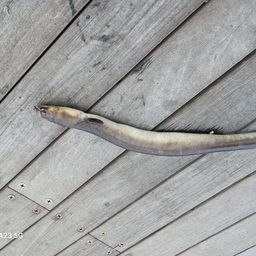 ホタテウミヘビ