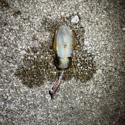 アオリイカ