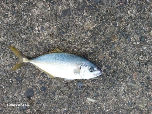 シマアジの釣果