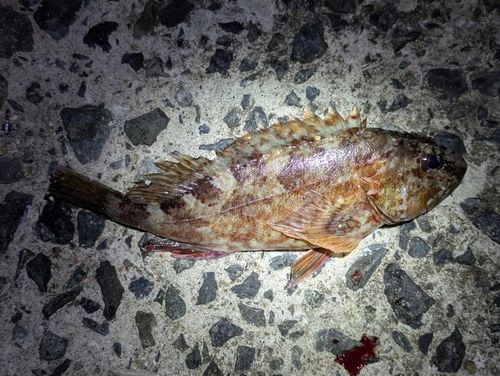 ガシラの釣果