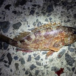 ガシラ