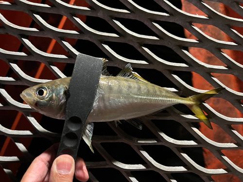 マアジの釣果