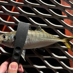 マアジ