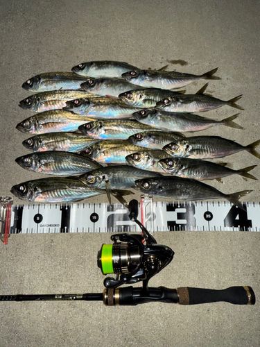 アジの釣果
