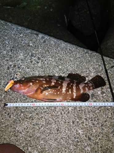 アコウの釣果