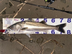 シーバスの釣果