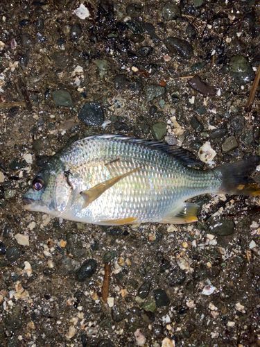 キビレの釣果