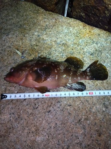 アコウの釣果