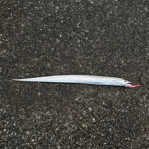 タチウオの釣果