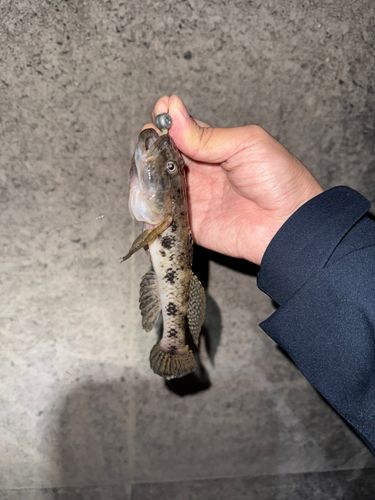 ウロハゼの釣果