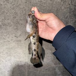 ウロハゼ