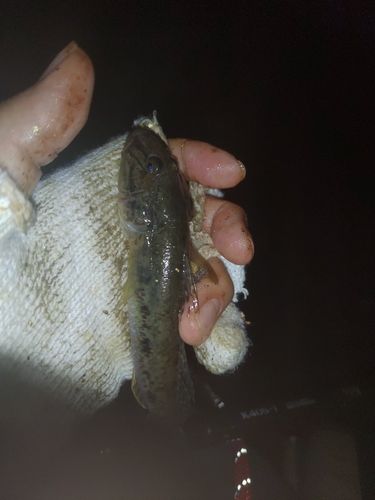 ハゼの釣果