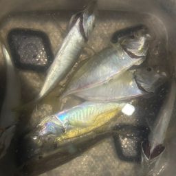 アジ