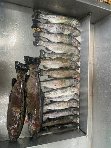 レインボートラウトの釣果