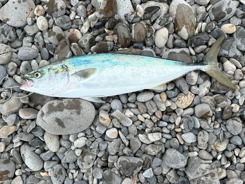 ワラサの釣果