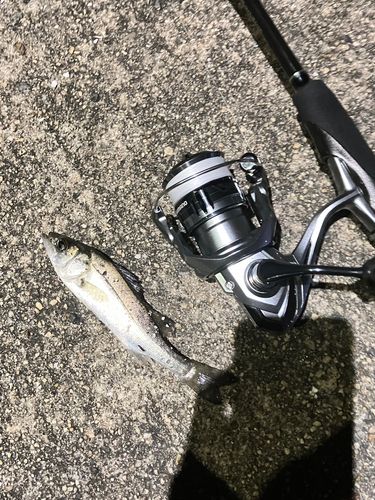 セイゴ(マルスズキ)の釣果