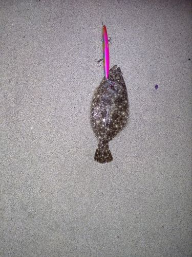 ヒラメの釣果