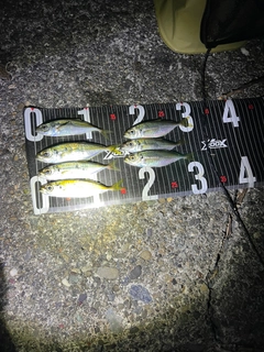 アジの釣果