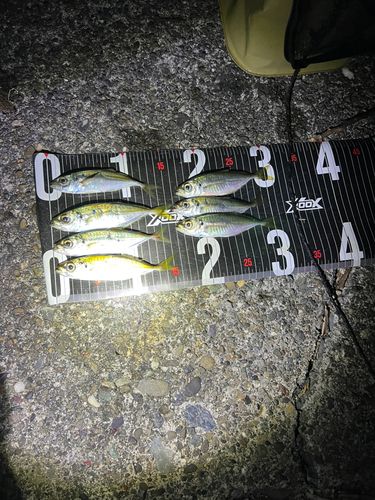 アジの釣果
