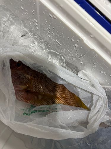 シブダイの釣果