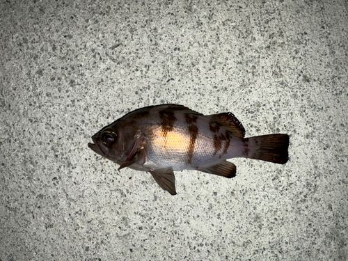 メバルの釣果