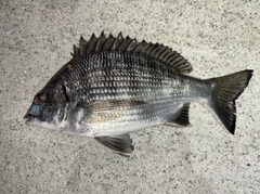 クロダイの釣果