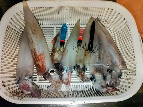 ヤリイカの釣果