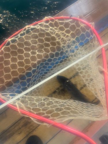 コイの釣果