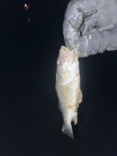 スズキの釣果
