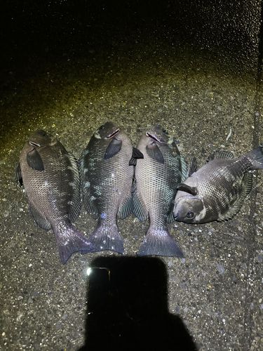 メジナの釣果