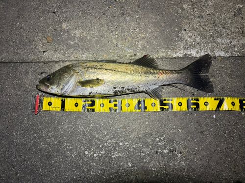 シーバスの釣果