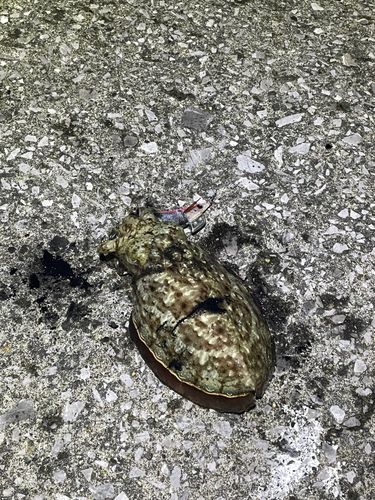 コウイカの釣果
