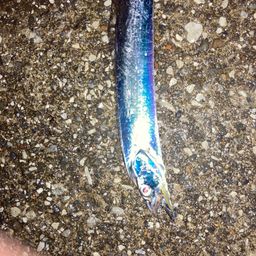 タチウオ