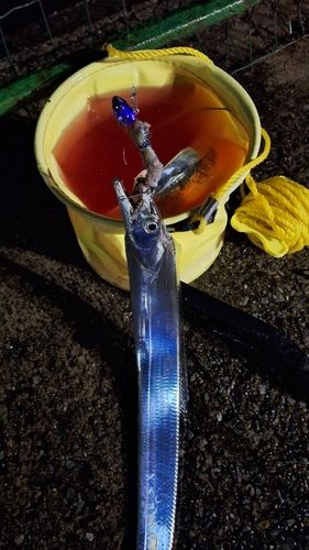 タチウオの釣果