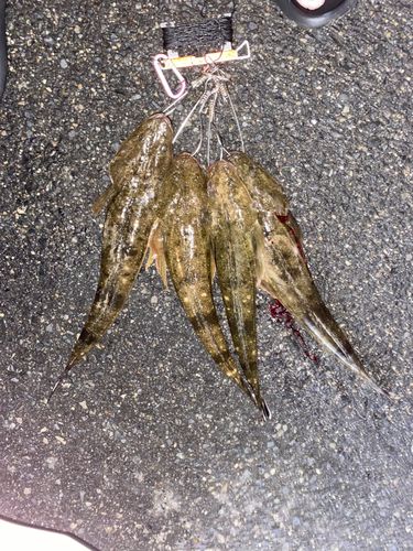 マゴチの釣果