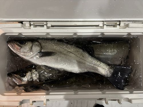 ヒラスズキの釣果