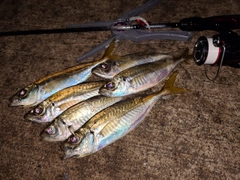 アジの釣果