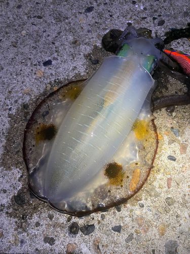 アオリイカの釣果