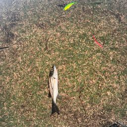 セイゴ（マルスズキ）