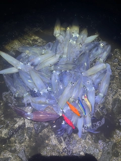 マメイカの釣果