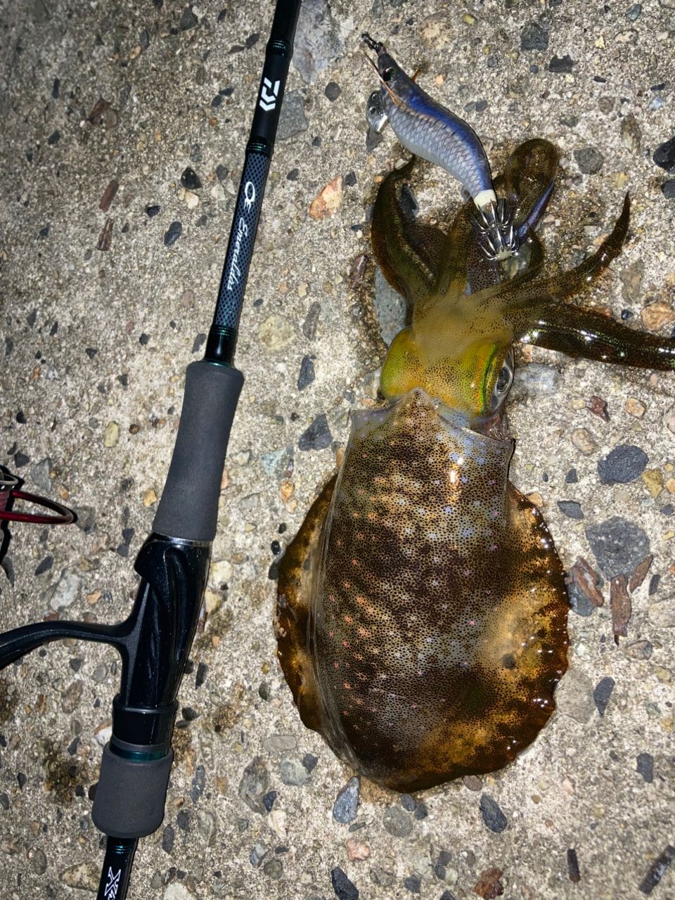 DAIWA 19エメラルダス MX 83ML.Nの最安値・インプレ・釣果 | 本音の