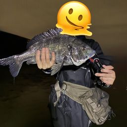 クロダイ