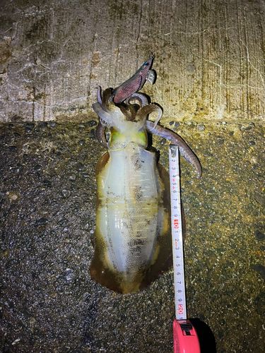 アオリイカの釣果