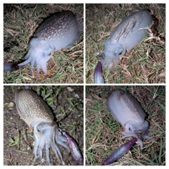 シリヤケイカの釣果