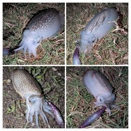 シリヤケイカ