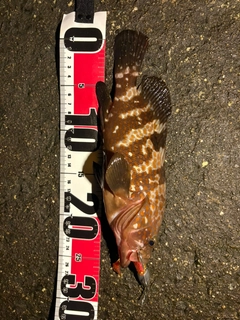 キジハタの釣果