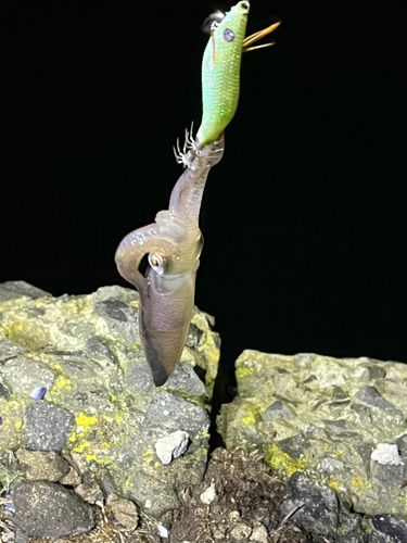 マメイカの釣果