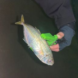 アジ