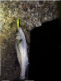 セイゴ(マルスズキ)の釣果